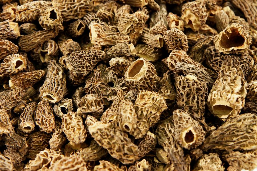 Veau et morilles, la délicieuse alliance avec @VeauPlaisirs